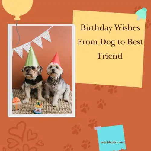 Birthday Wishes From Dog to Best Friend
