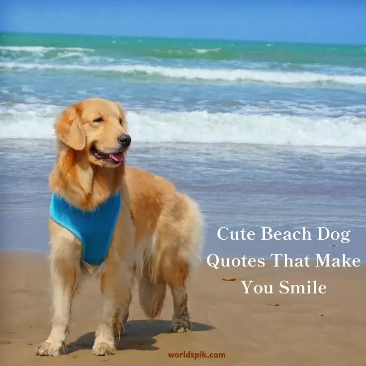 Cute Beach Dog Quotes That Make You Smile