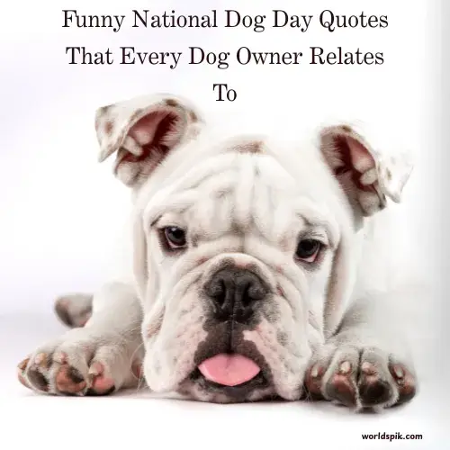 Funny National Dog Day Quotes That Every Dog Owner Relates To