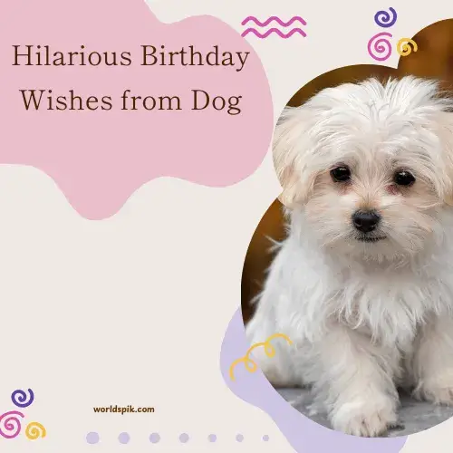 Hilarious Birthday Wishes from Dog