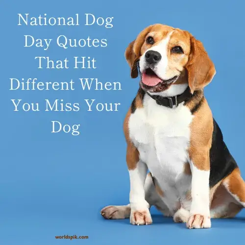 National Dog Day Quotes That Hit Different When You Miss Your Dog