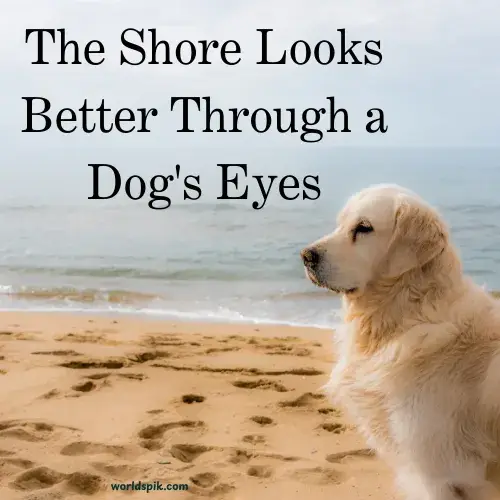 The Shore Looks Better Through a Dog's Eyes