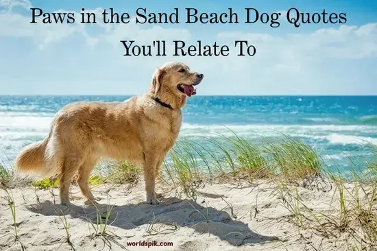 Paws in the Sand Beach Dog Quotes You'll Relate To