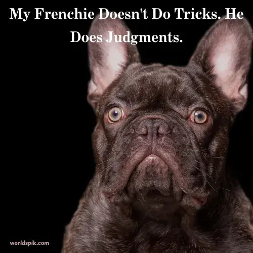 My Frenchie Doesn't Do Tricks. He Does Judgments.